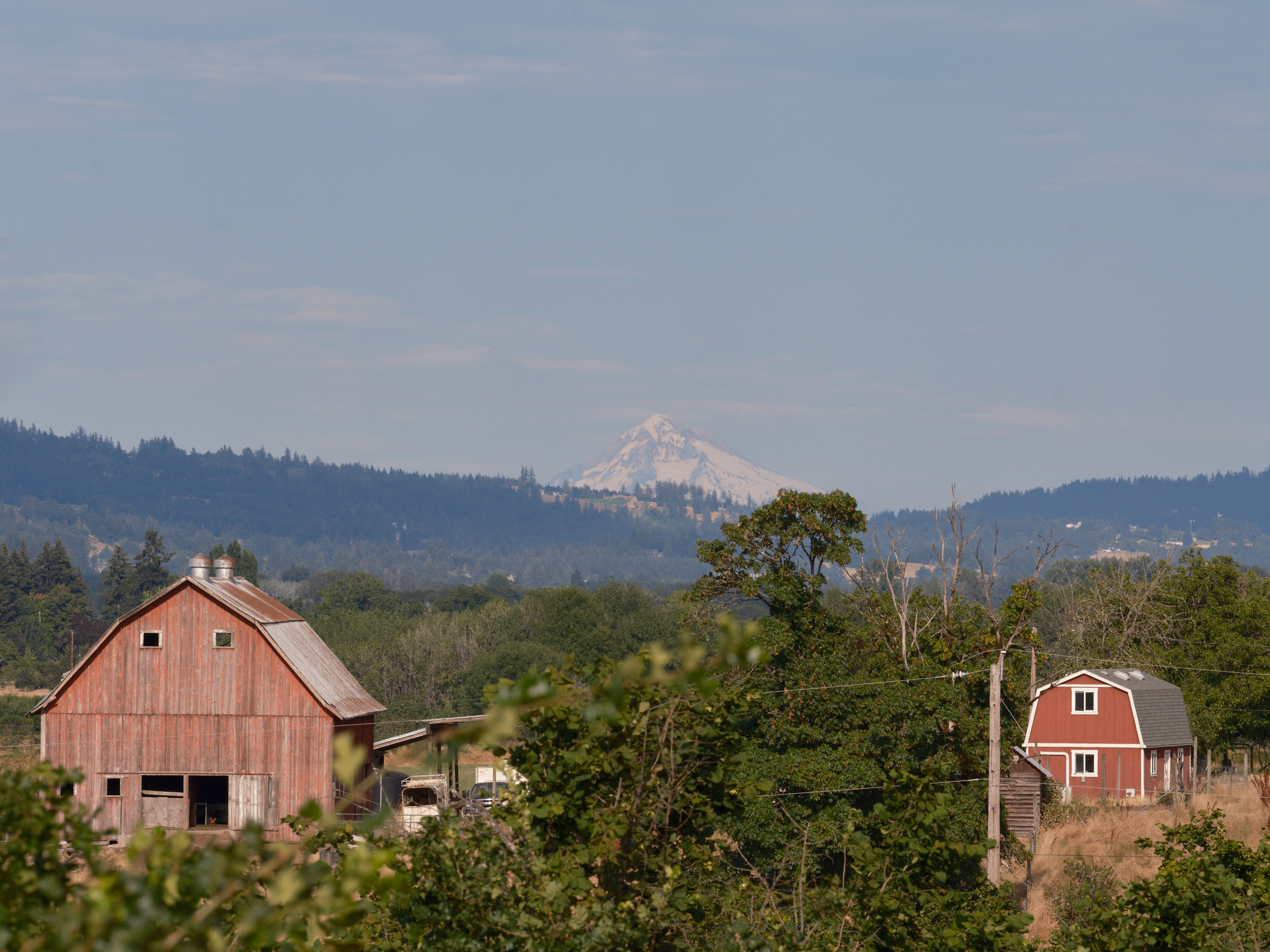 A pastoral scene in Yamhill County, Oregon showing weathered red barns nestled among lush green trees with the snow-capped peak of Mount Hood visible in the distance against forested hills.