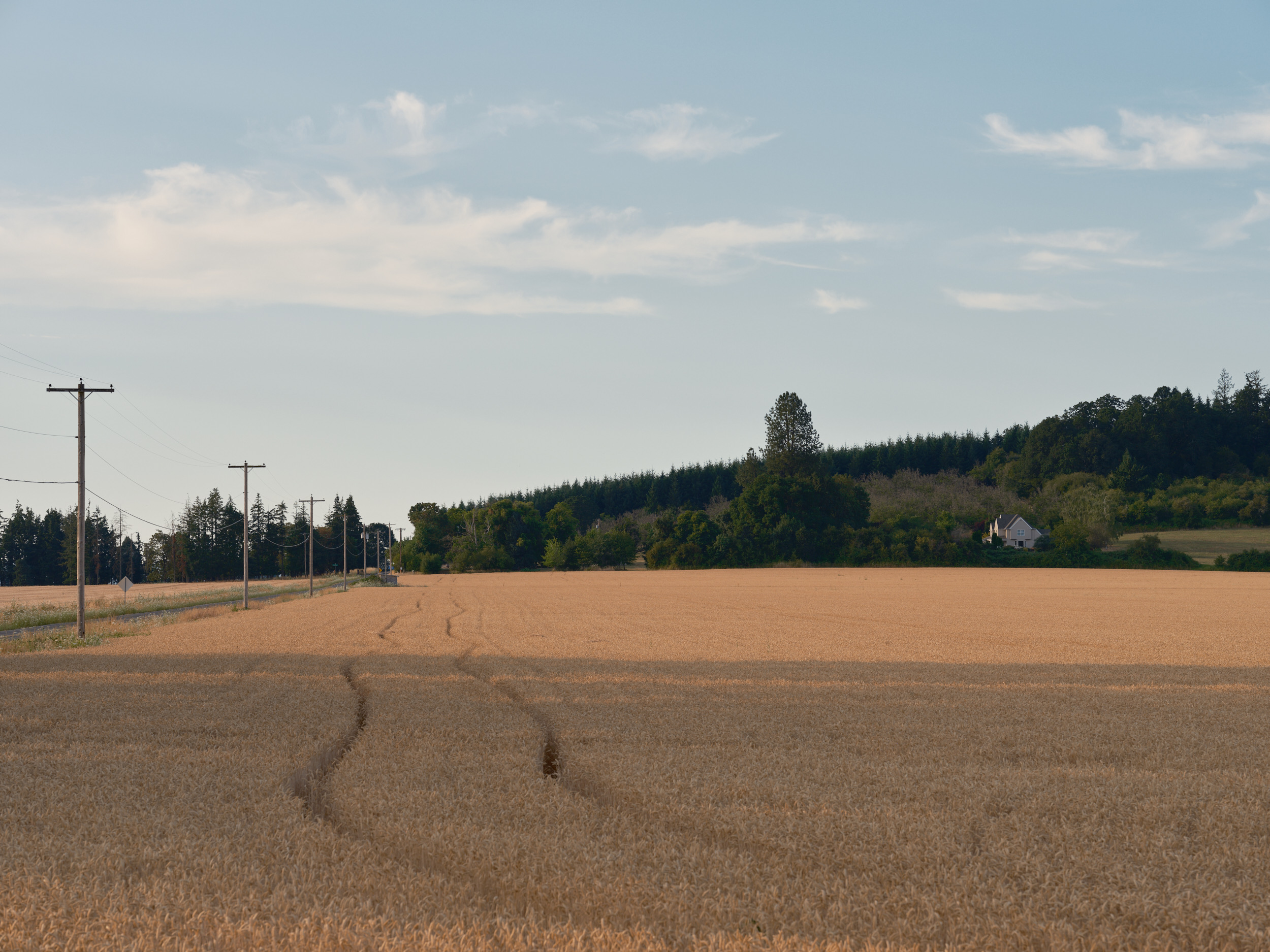 A golden wheat field in Washington County, Oregon shows harvest tracks cutting through the grain, with power lines running along the left side and forested hills dotted with homes in the background under a partly cloudy sky.